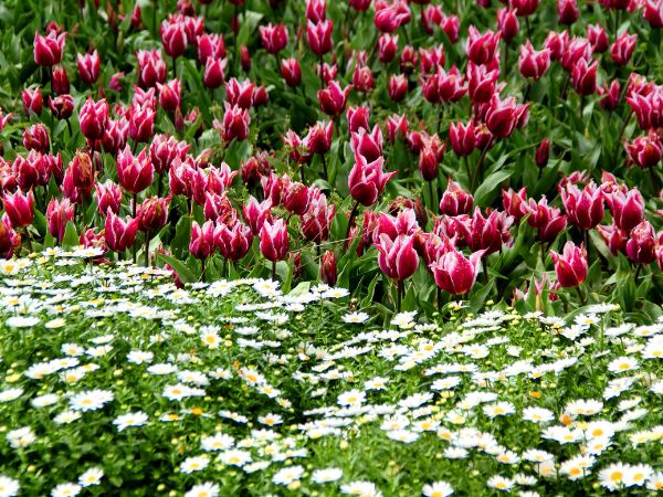 Lively Tulip Festival at Gülhane Park in Istanbul