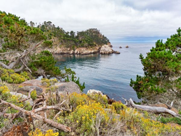 Point Lobos State Natural Reserve image