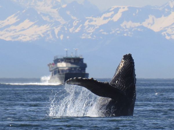 Alaska cruise whale watching