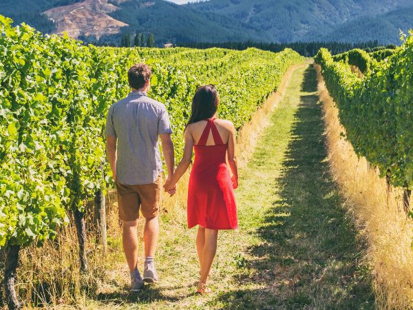 A cool Walk Through Vineyard in Napa Valley