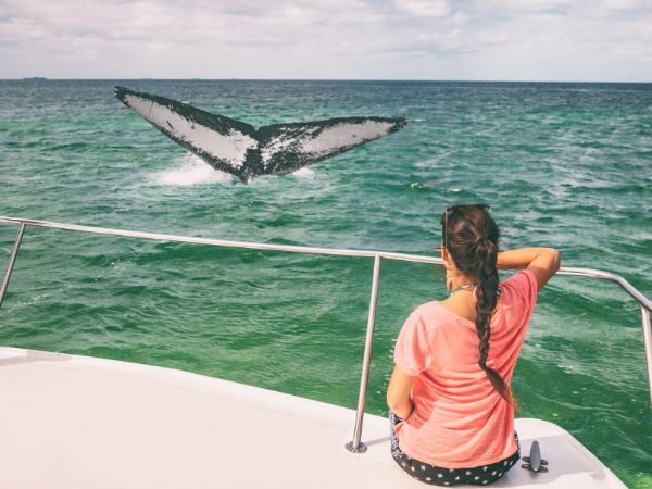 Whale watching in Carmel by the sea California